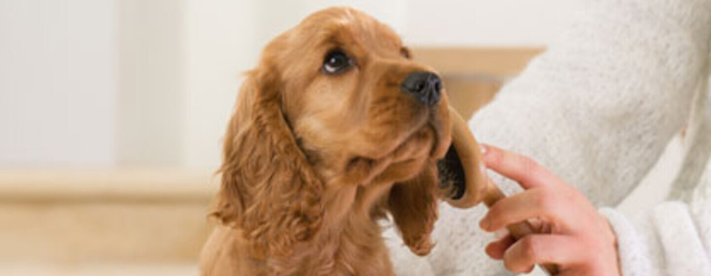 La diarrhée chez le chiot Purina